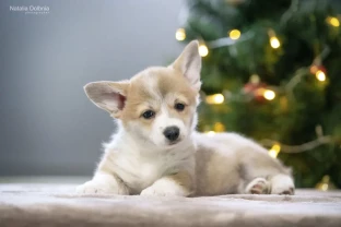 Цуценята породи вельш коргі пемброк