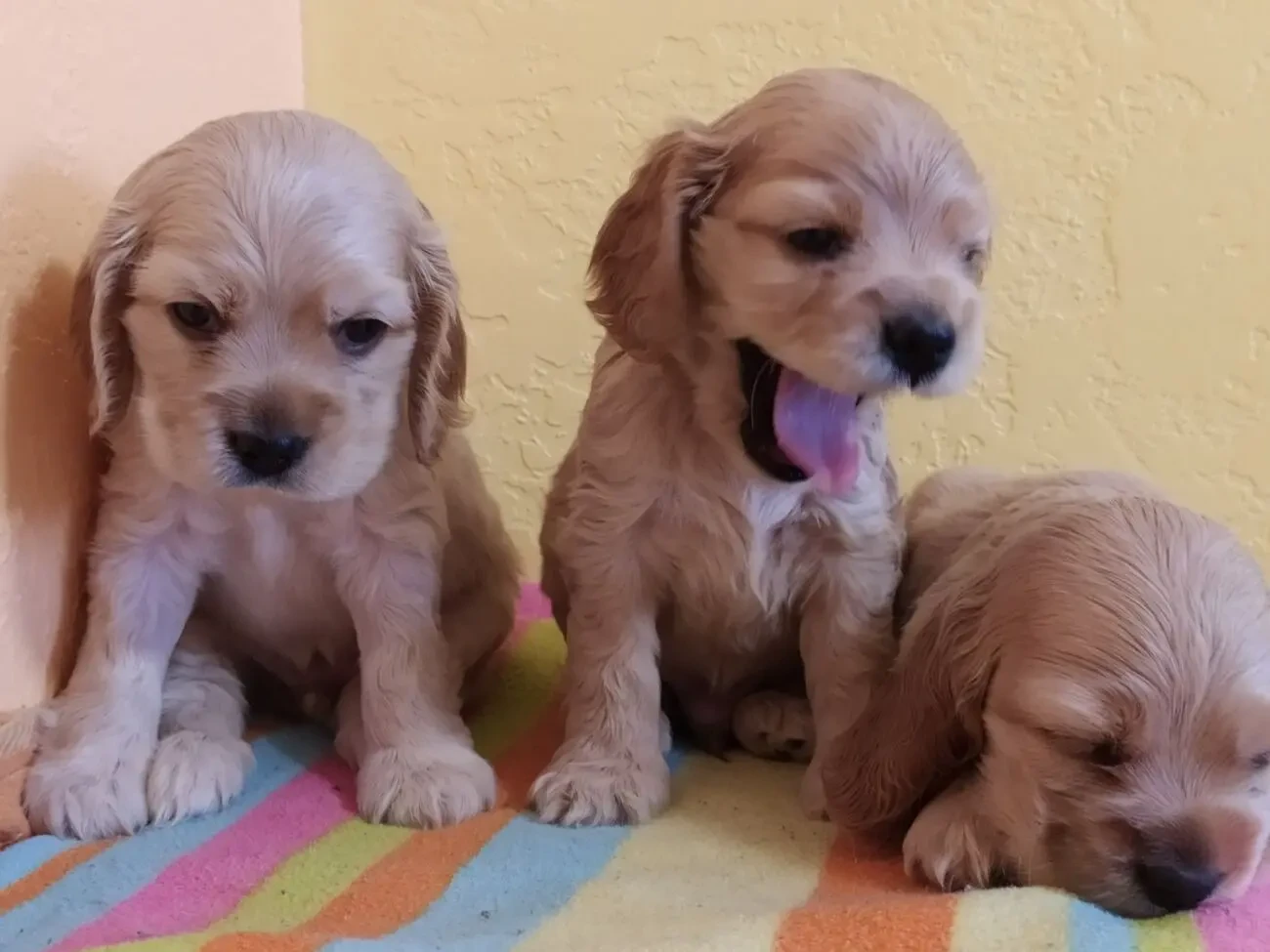 Американський кокер спаниель.