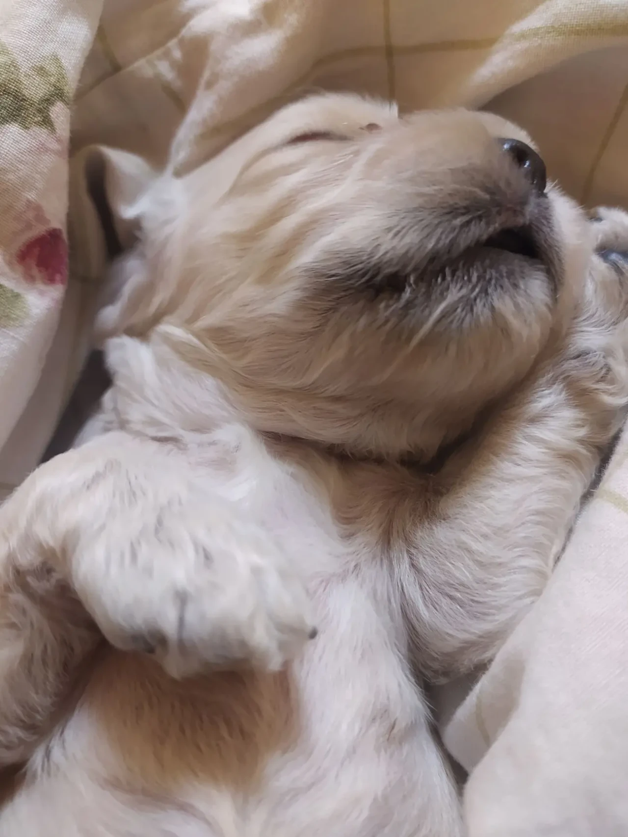 Американський кокер спаниель. 8