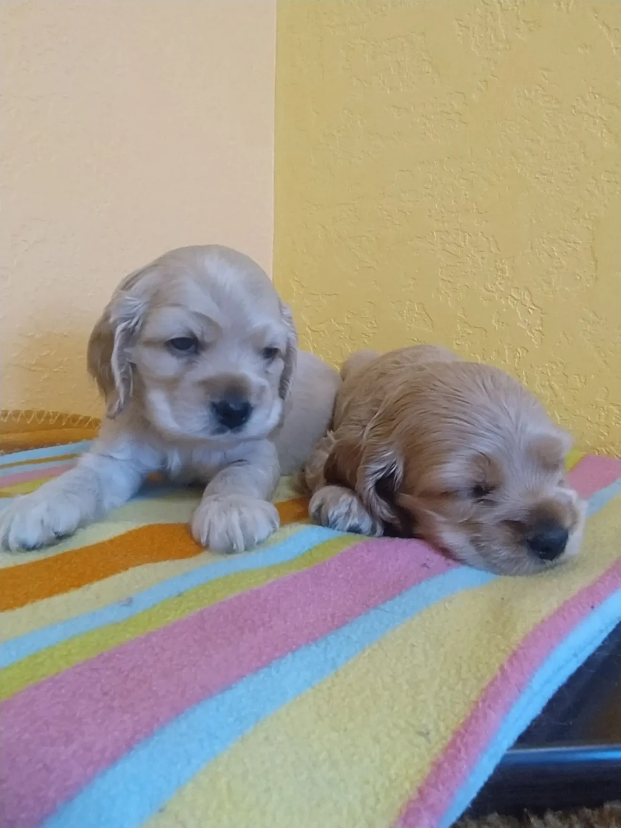 Американський кокер спаниель. 2