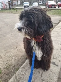 Цуценя цвергшнауцер