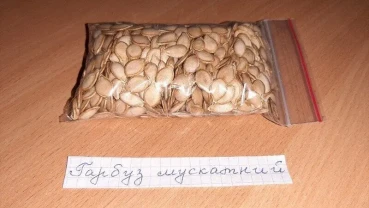 Тыква Арабатская. Вага 5 грам . со своего огорода.