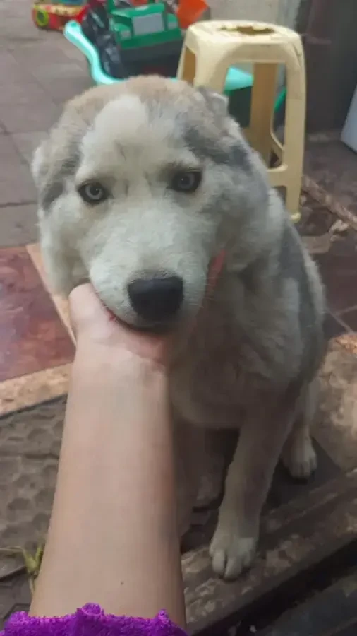 Продам щенка сибирского хаски 3