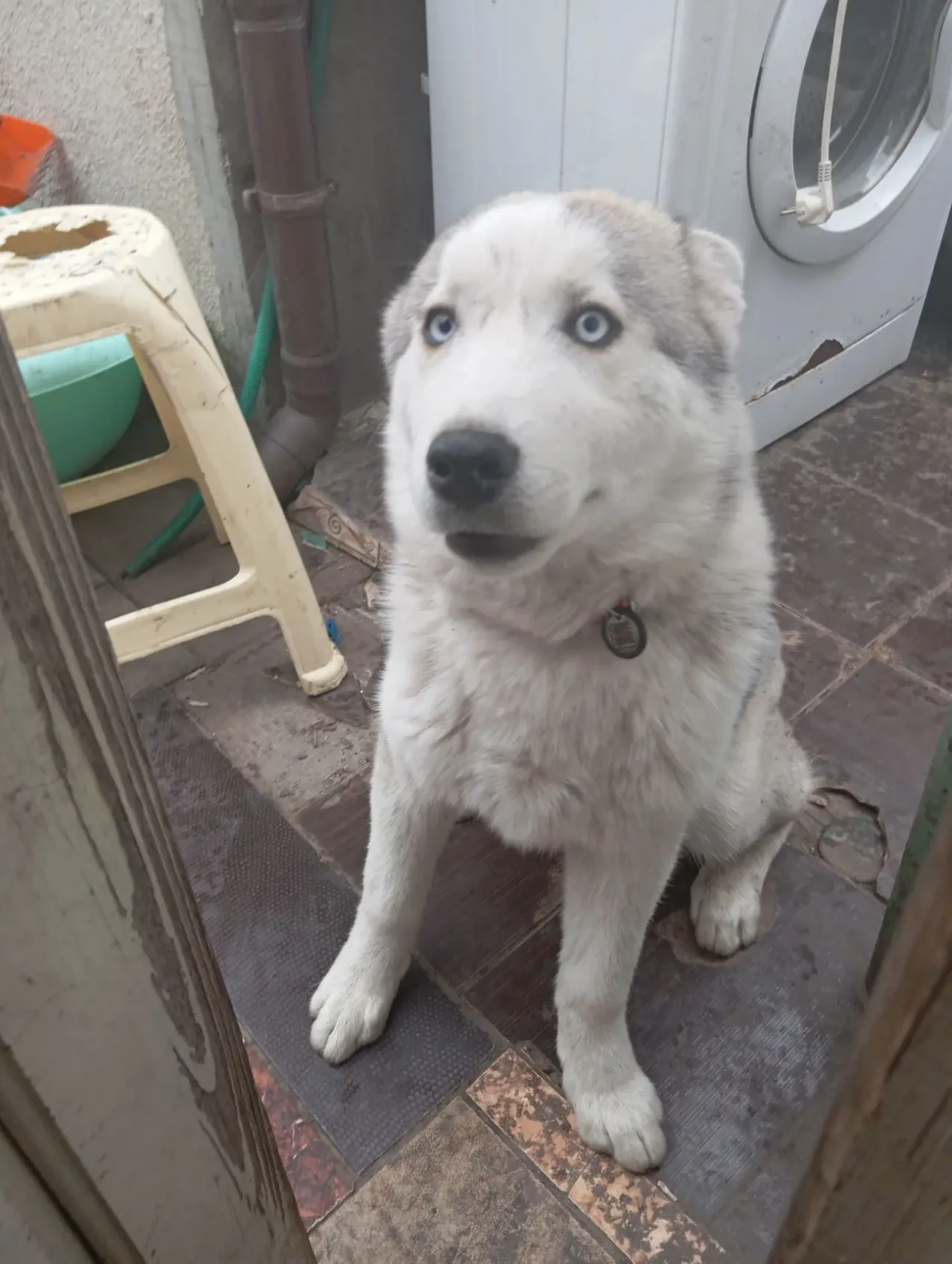 Продам щенка сибирского хаски 2