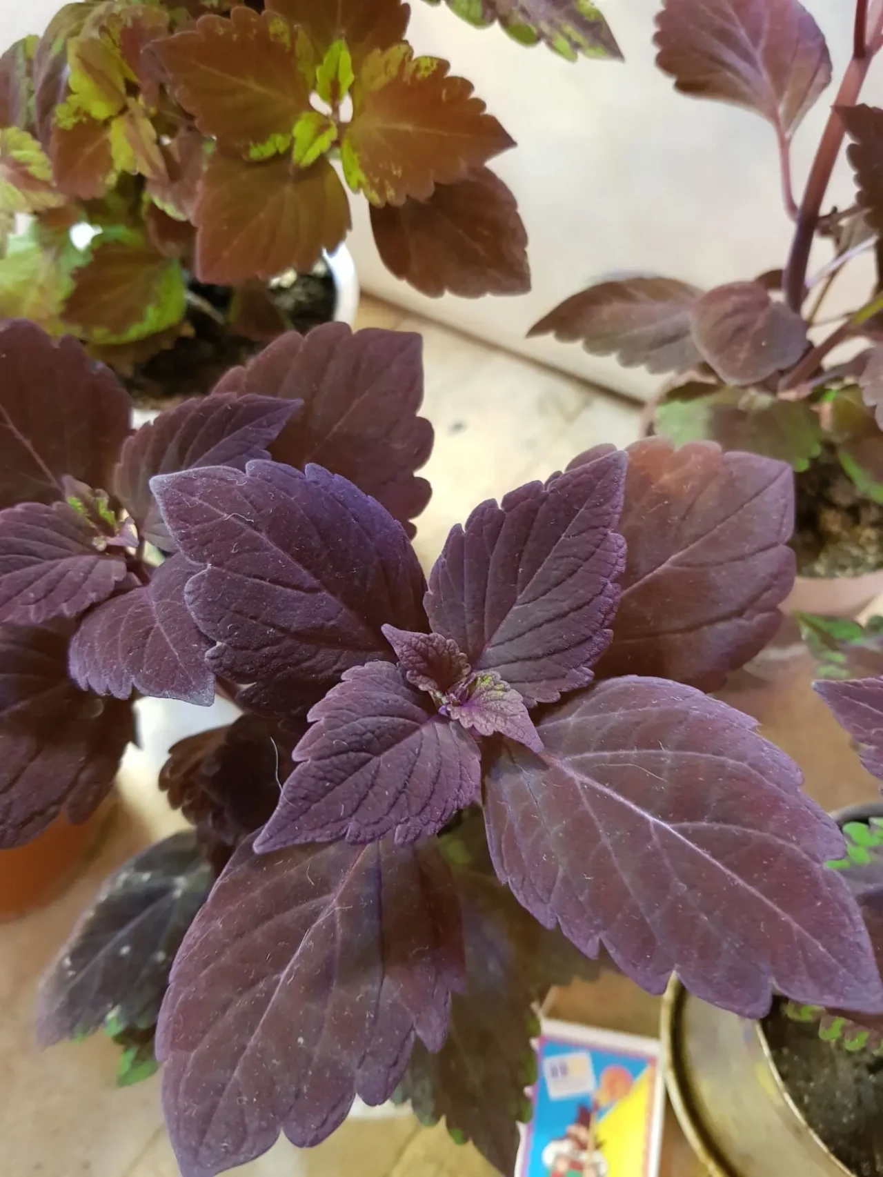 Колеус бордовый 2