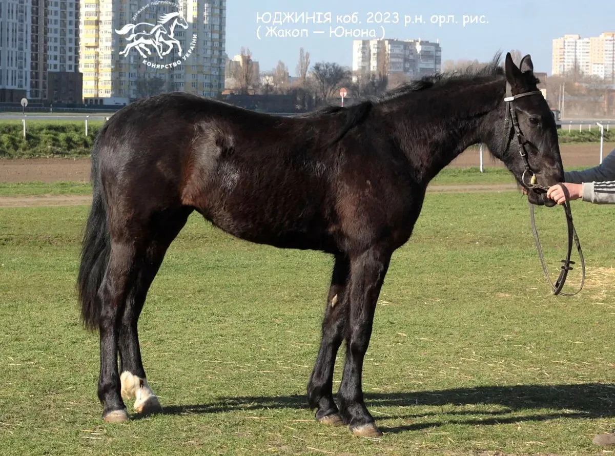 Породиста кобила в Одесі
