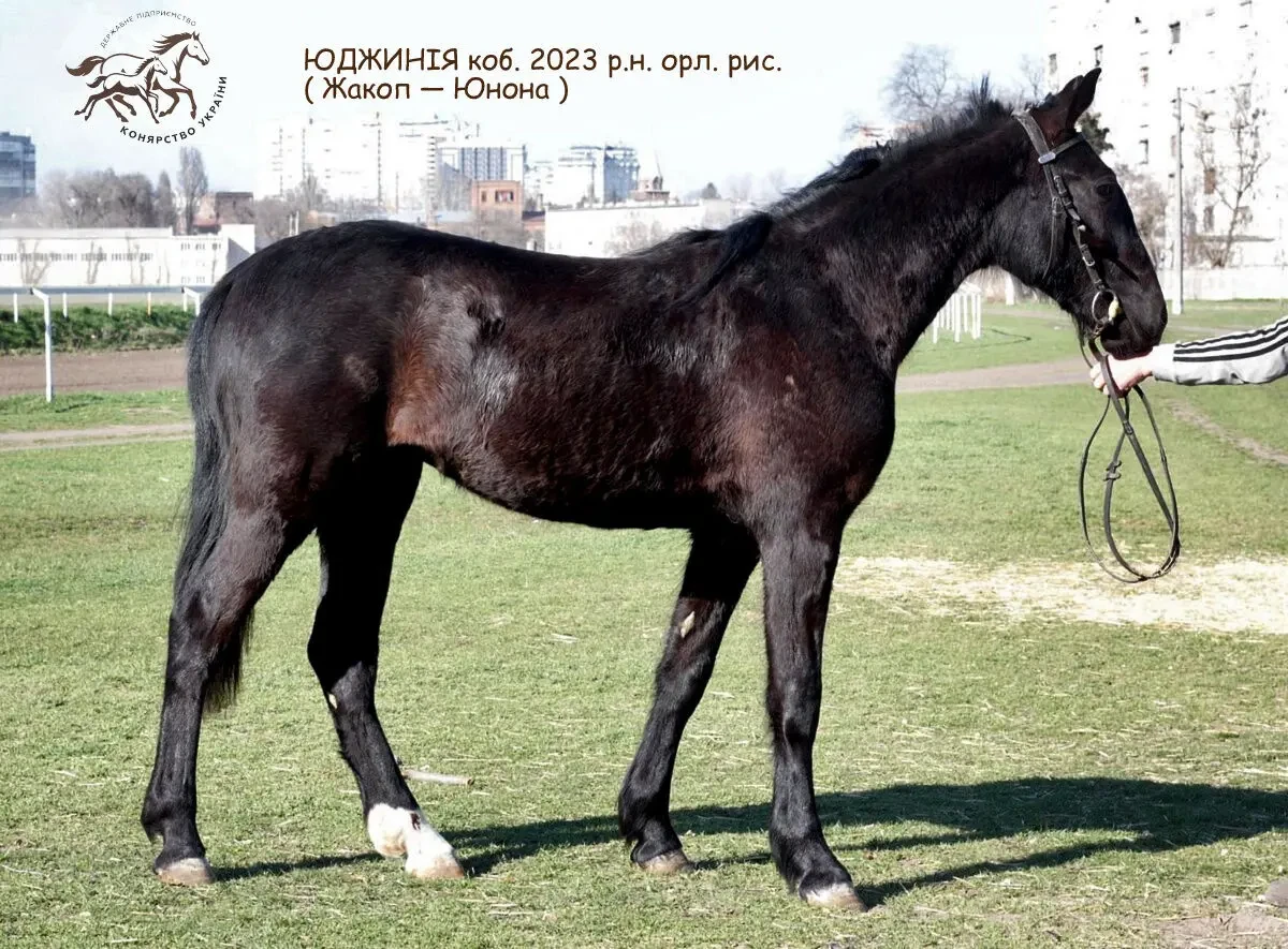 Породиста кобила в Одесі 2