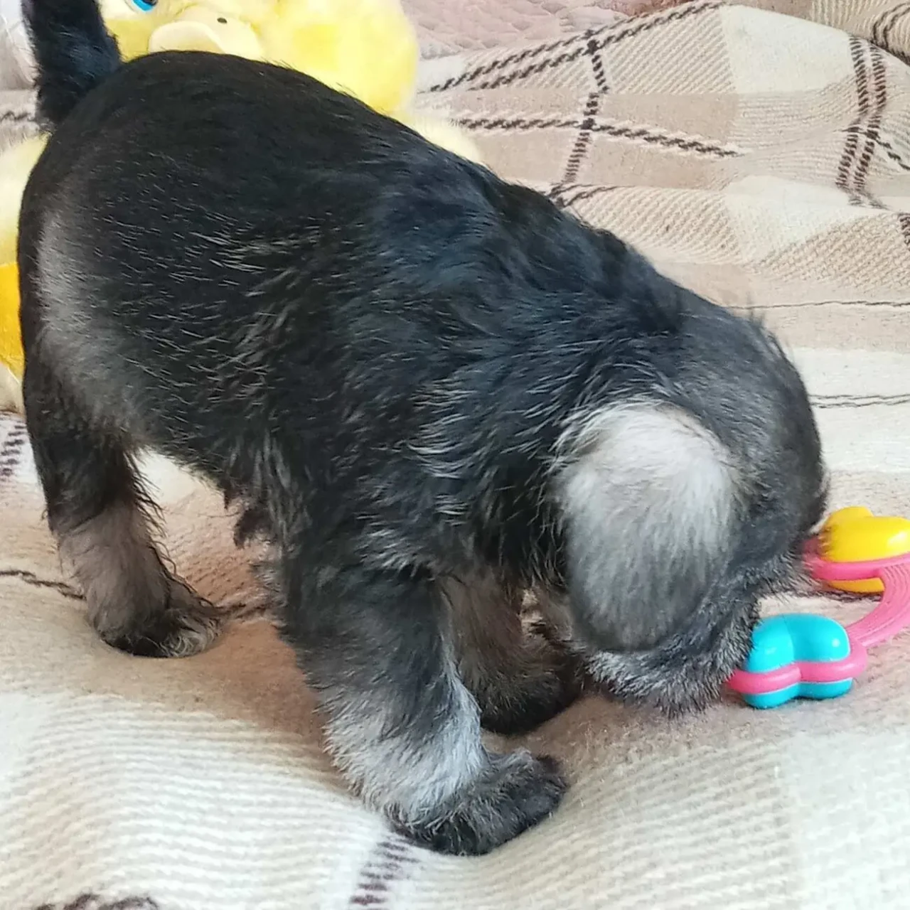 ЦВЕРГШНАУЦЕР. Діти ЧЕМПІОНІВ. ЕЛІТНІ ЦУЦЕНЯТА 4