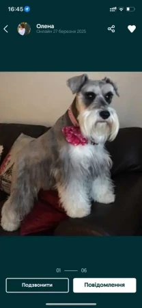 ЦВЕРГШНАУЦЕР. Діти ЧЕМПІОНІВ. ЕЛІТНІ ЦУЦЕНЯТА