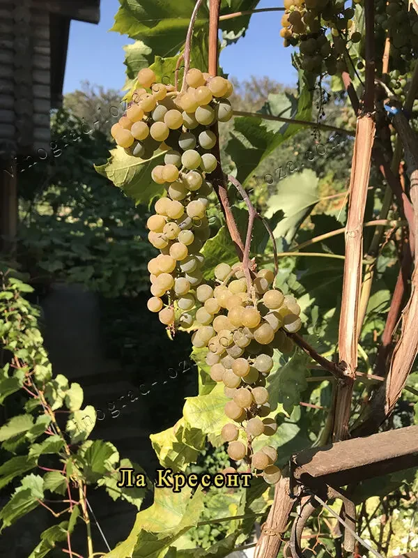 Саджанці Морозостійких сортів винограду (Харків) 4