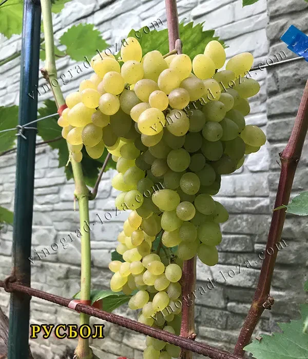 Саджанці Морозостійких сортів винограду (Харків) 2