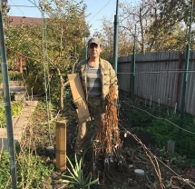 Саджанці Морозостійких сортів винограду (Харків)
