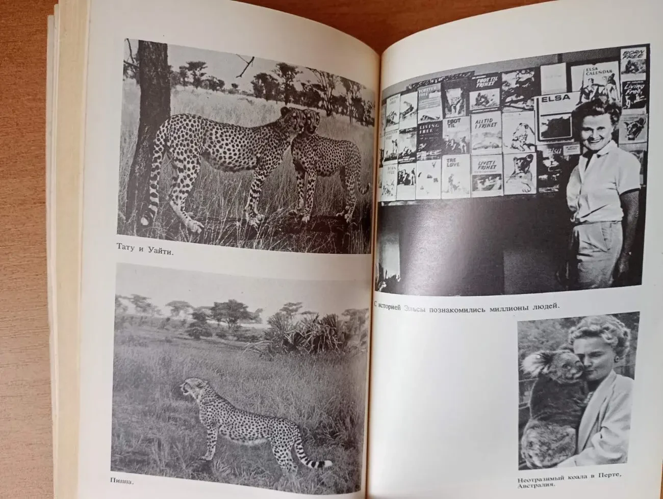 Джой Адамсон - Моя беспокойная жизнь. 5