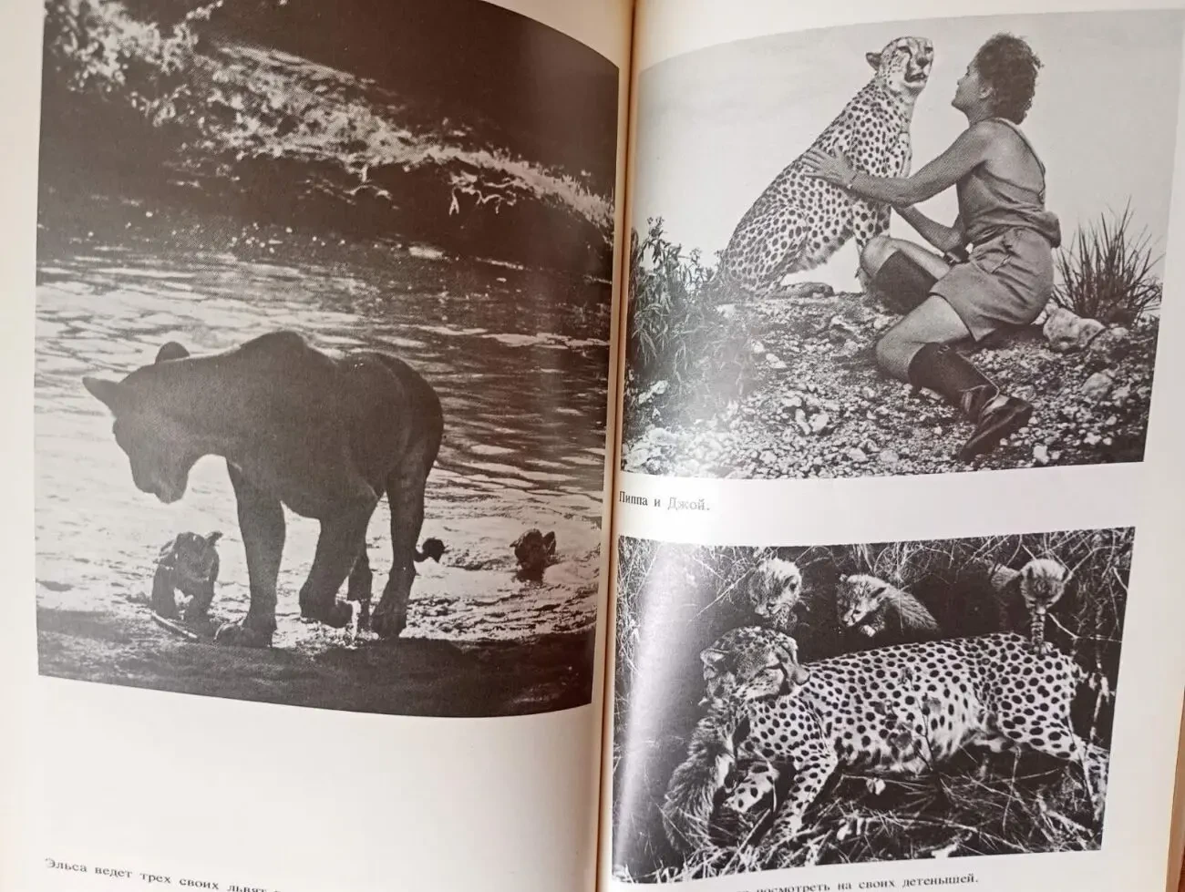 Джой Адамсон - Моя беспокойная жизнь. 4