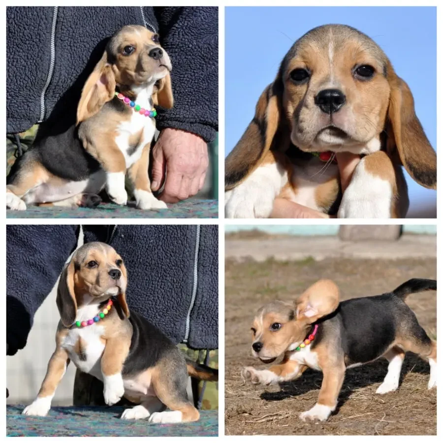Видео) Фотопрезентация каждого) Высококлассные щенки бигля, питомник. 8