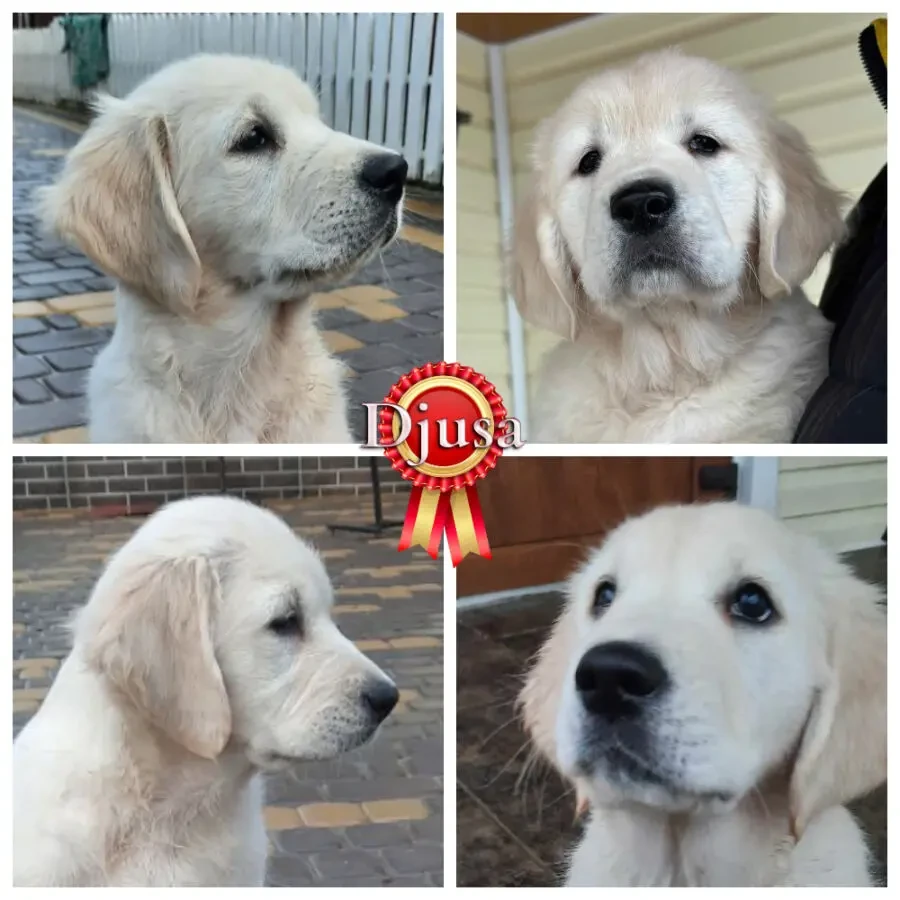 ТОП щенки золотистого голден ретривера, цуценята золотистого ретрівера 7