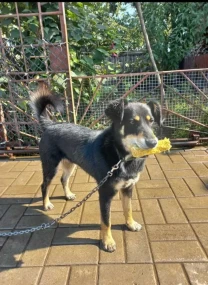 Вірний друг і сторожовий пес