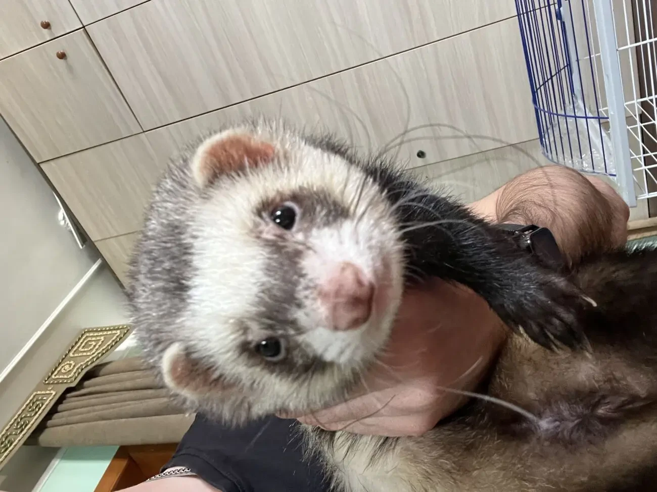 Фредка 10 міс 3