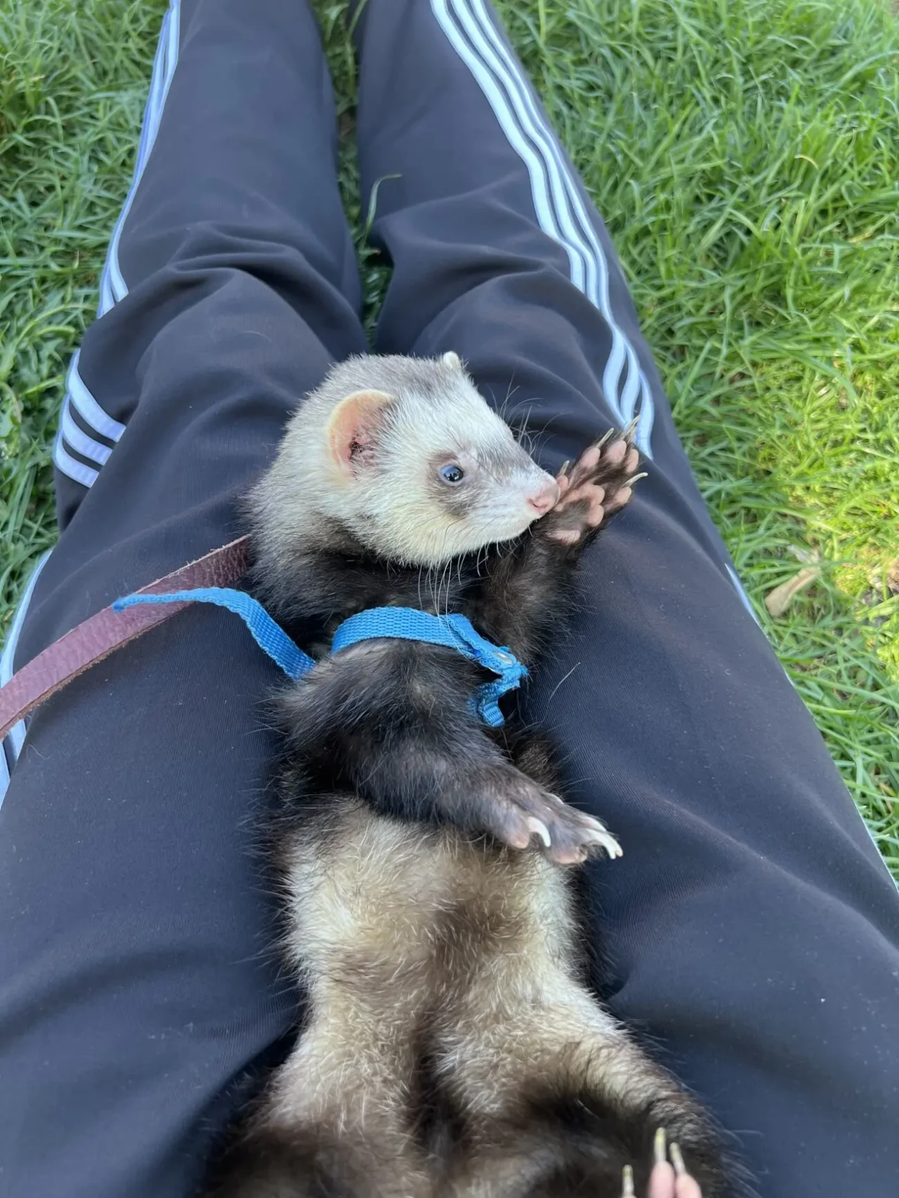 Фредка 10 міс