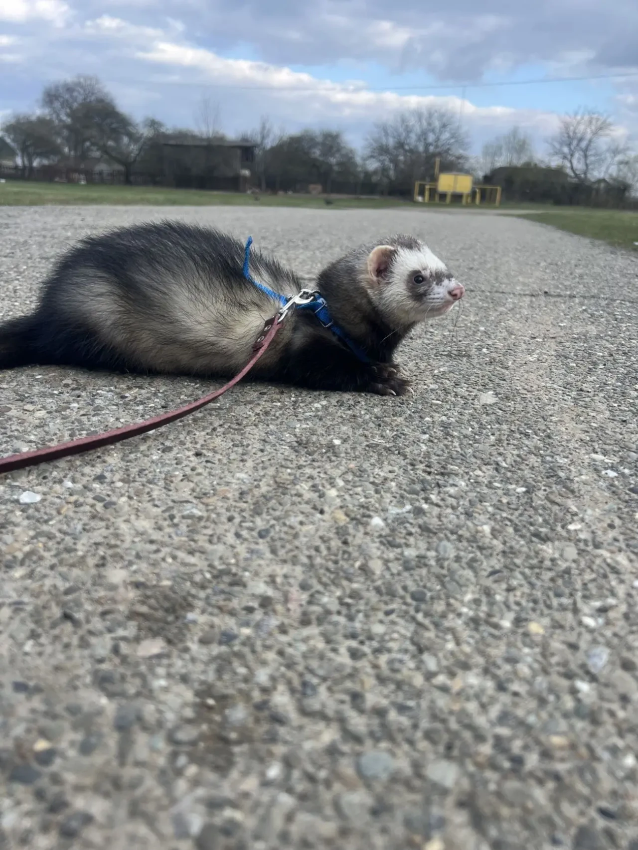 Фредка 10 міс 2