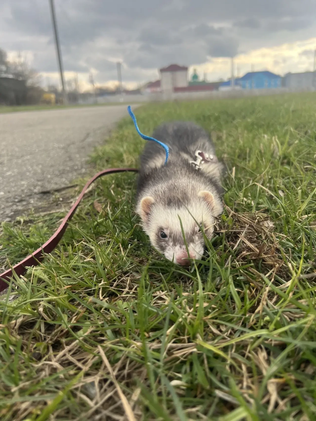 Фредка 10 міс 4