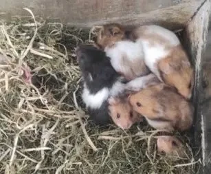 Сирійські хом'ячки