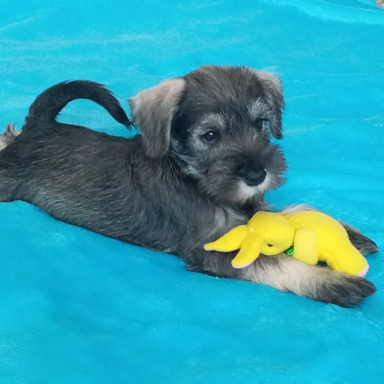 ЦВЕРГШНАУЦЕР. Батьки  чемпіони. ДІВЧИНКА перець з сіллю. Щенок цверга
