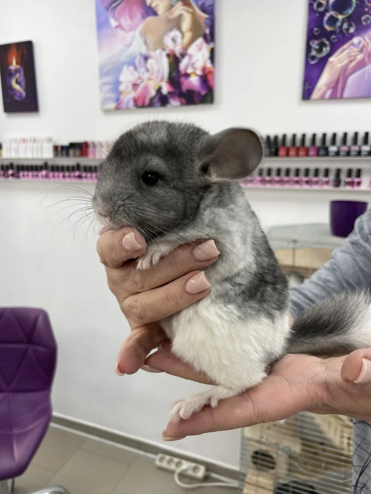 Шиншили різнокольорові 2