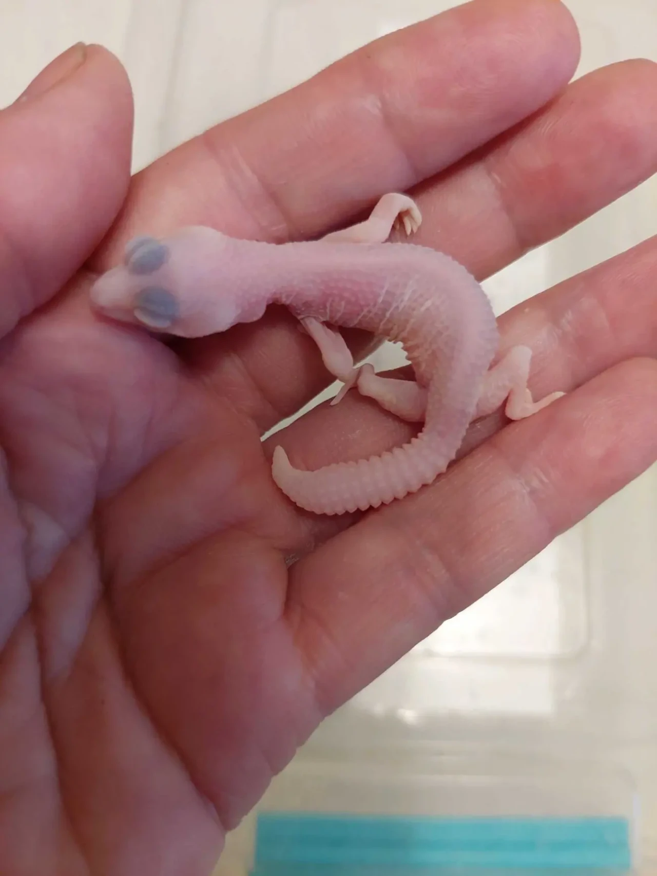 Еублефари. Гекони. 2