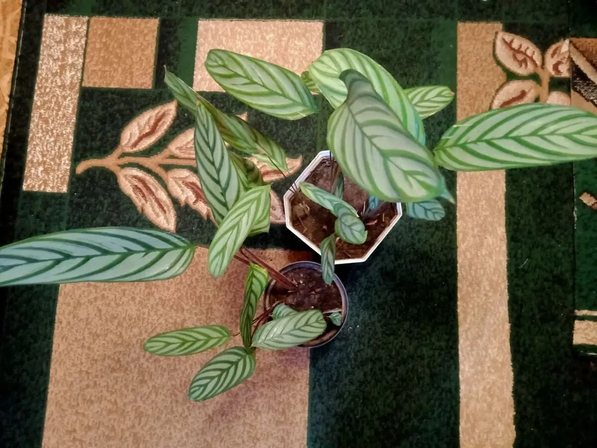 Калатея ( ктенанта) 2