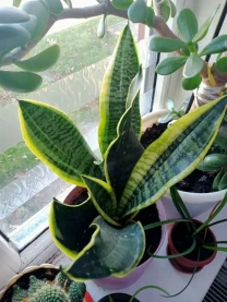 Сансевьерія кімнатна рослина