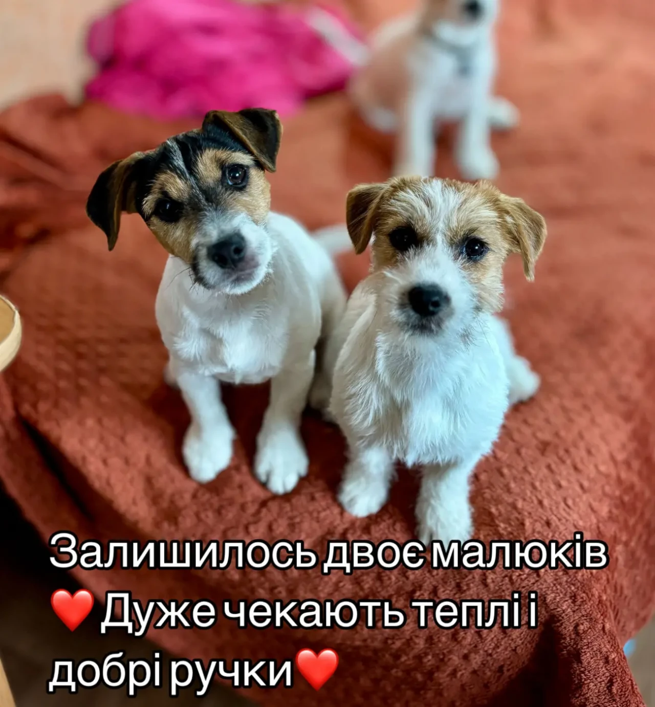 Шикарні цуценята Джек Рассел