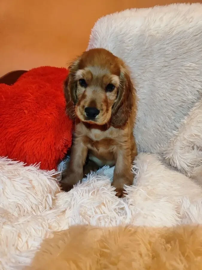 Цуценята Кокер-спаніеля