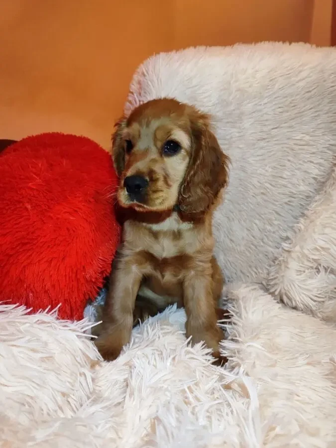 Цуценята Кокер-спаніеля 2