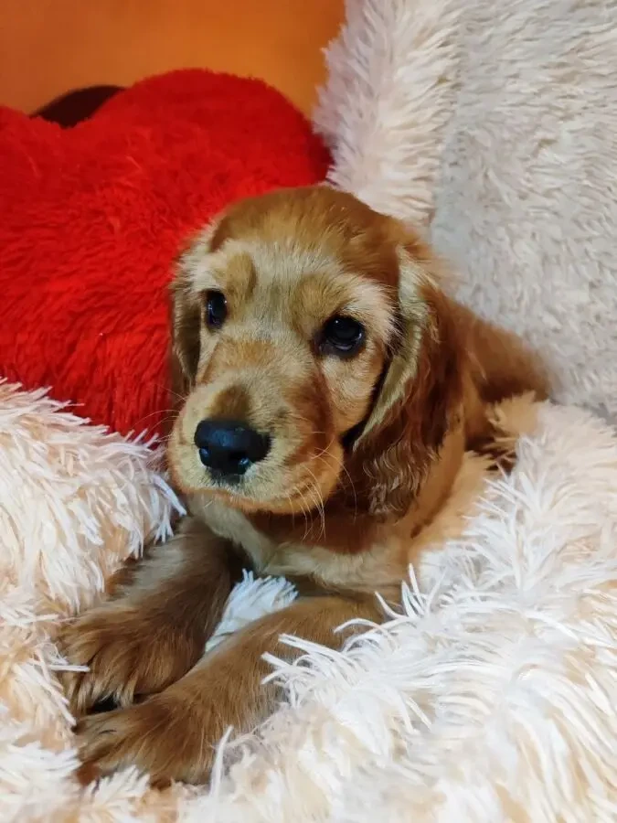 Цуценята Кокер-спаніеля 3