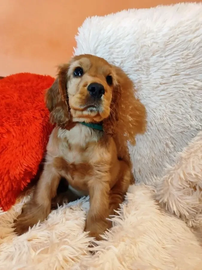 Цуценята Кокер-спаніеля 4