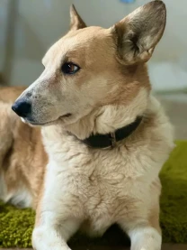 Віддаю частинку серця в найкращі руки