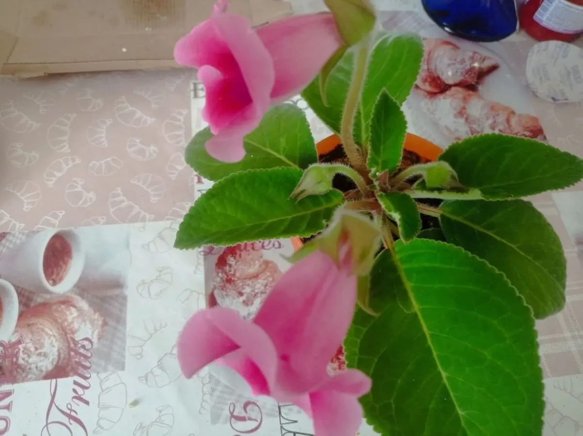 глоксинія - кімнатна рослина 5