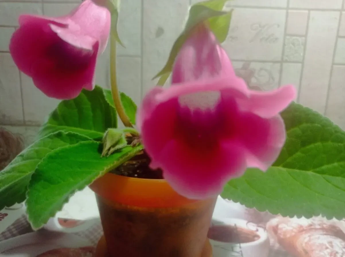 глоксинія - кімнатна рослина