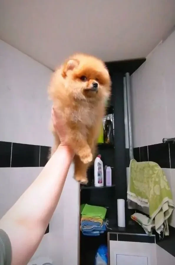 Шпіц міні мішка 6