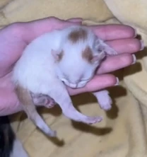 Віддам новонароджених кошенят у добрі руки. Павлоград,Дніпро