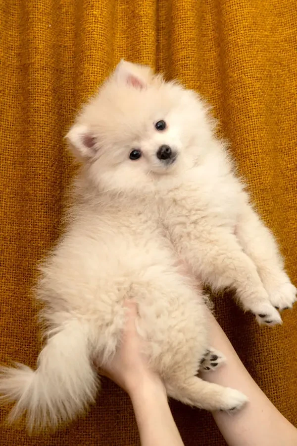 Щеня - дівчинка  шпіца