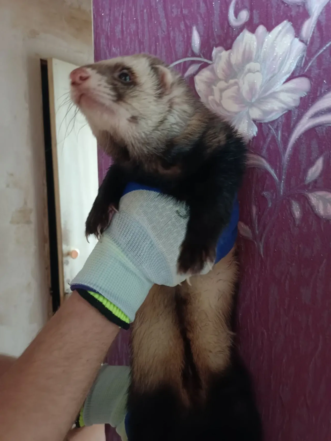 Продам хорька мальчика 7 месяцев 5
