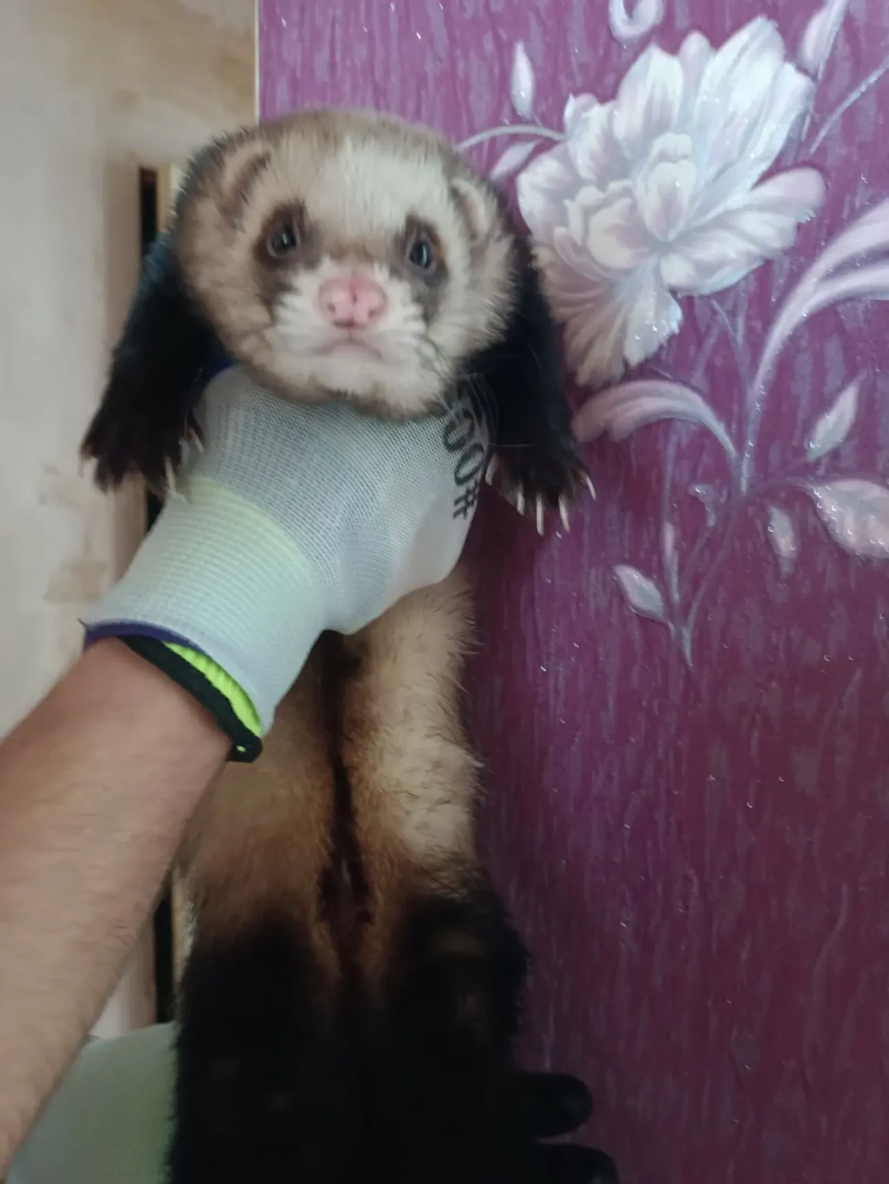 Продам хорька мальчика 7 месяцев 4