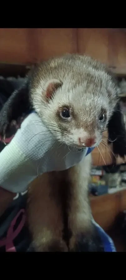 Продам хорька мальчика 7 месяцев