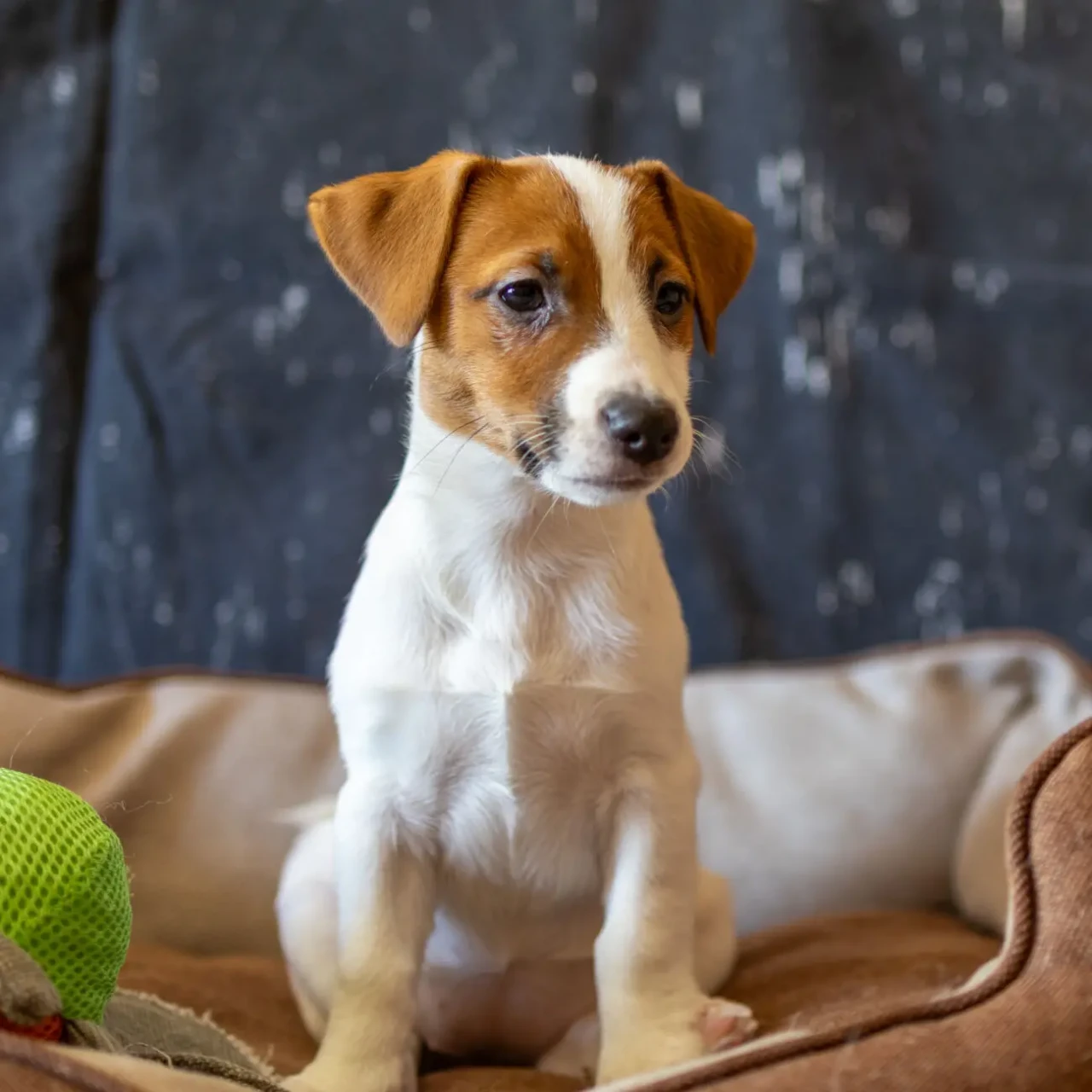 Цуценята Джек Рассел терєра. Офіційний розплідник КСУ/FCI 4