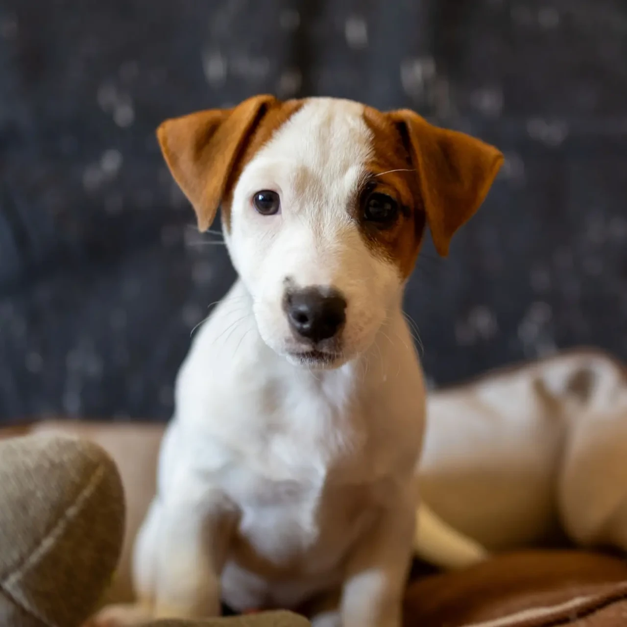 Цуценята Джек Рассел терєра. Офіційний розплідник КСУ/FCI 3