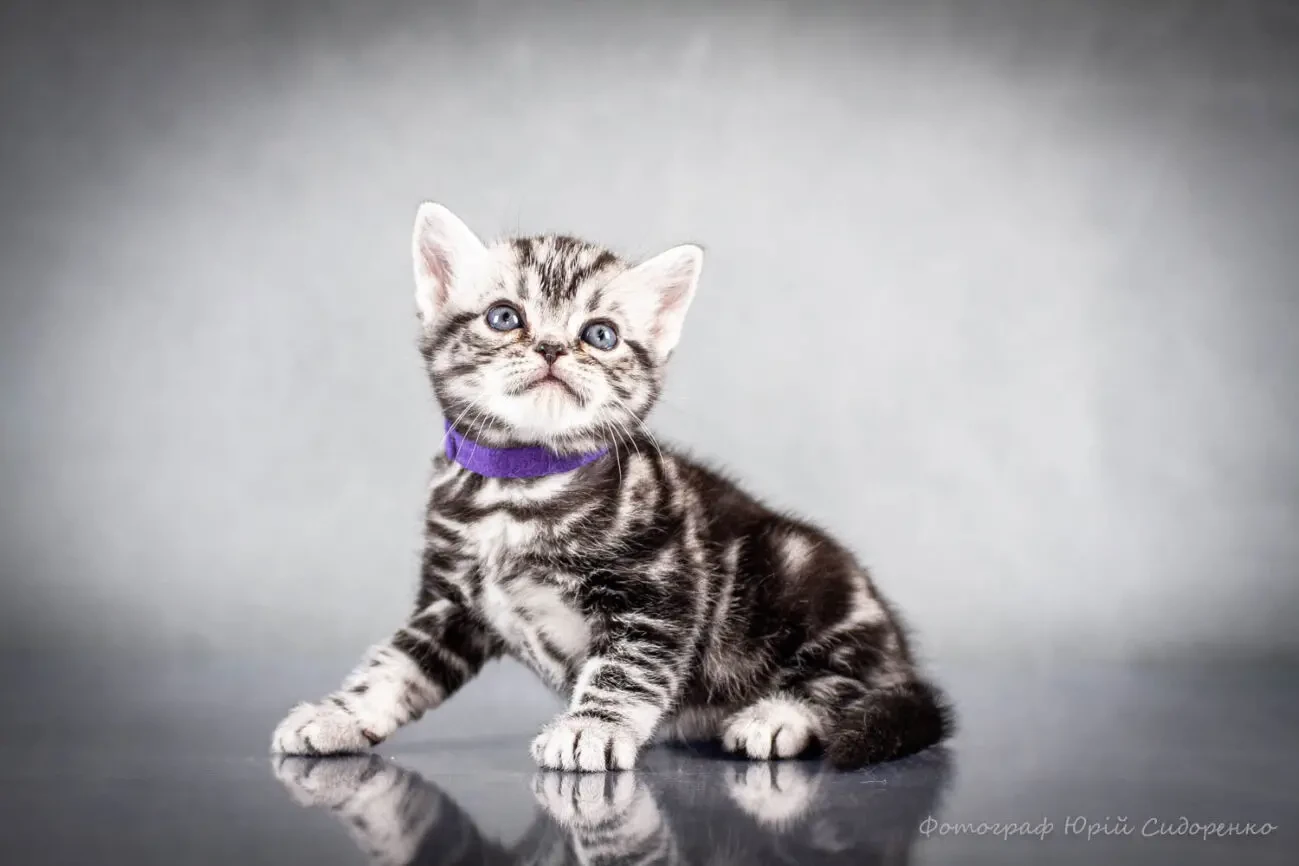 Американська короткошерста. Коти хлопчики і дівчата 7