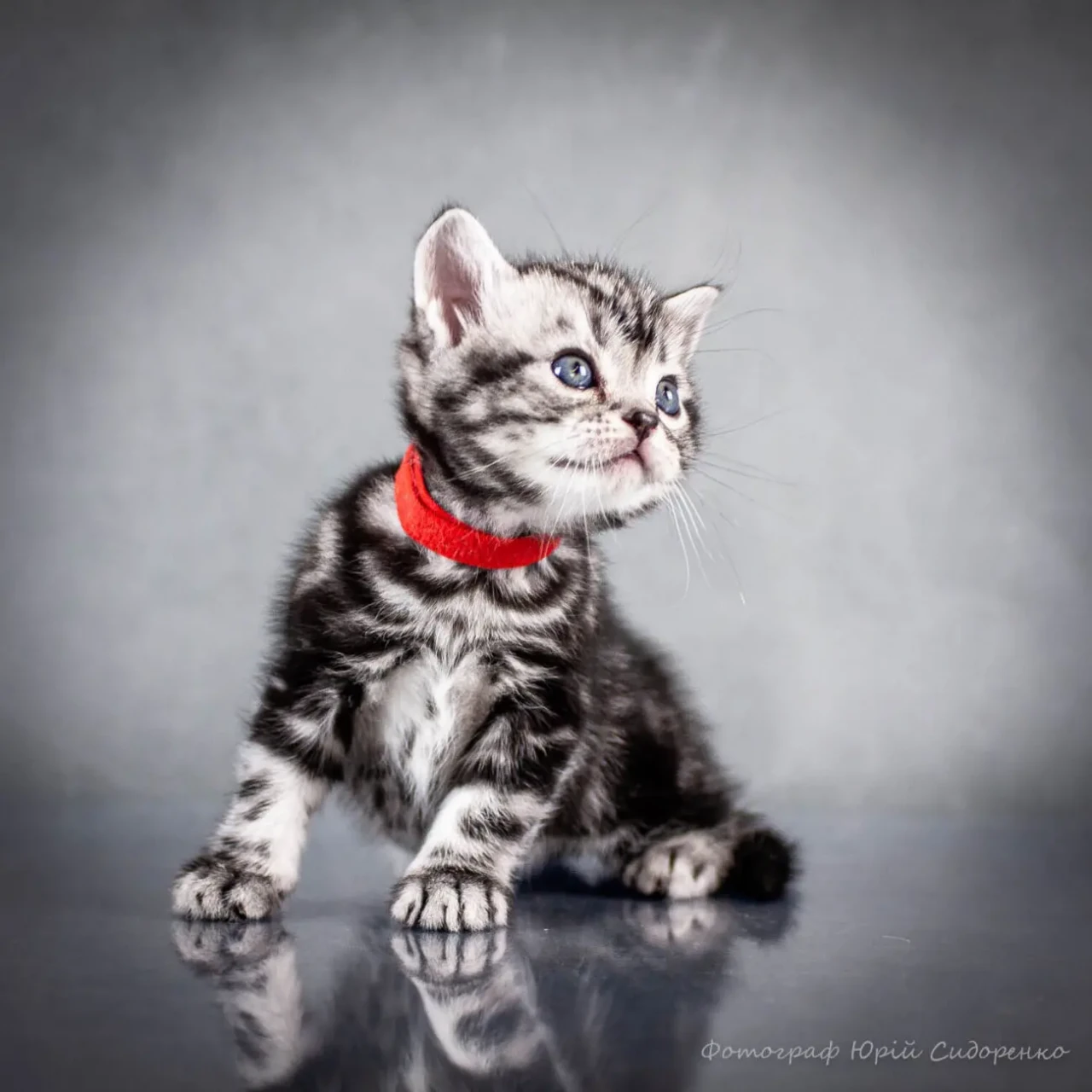 Американська короткошерста. Коти хлопчики і дівчата 5