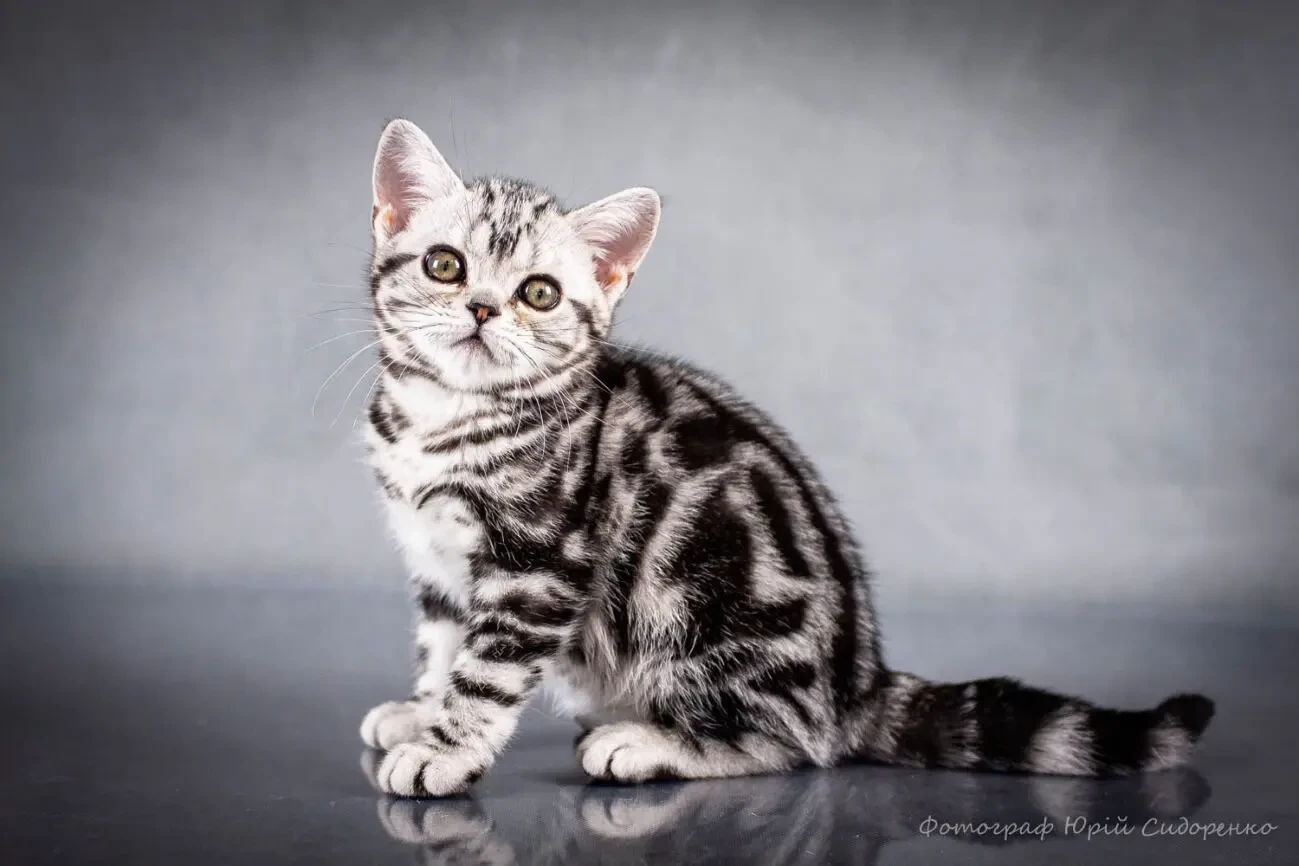 Американська короткошерста. Коти хлопчики і дівчата 2